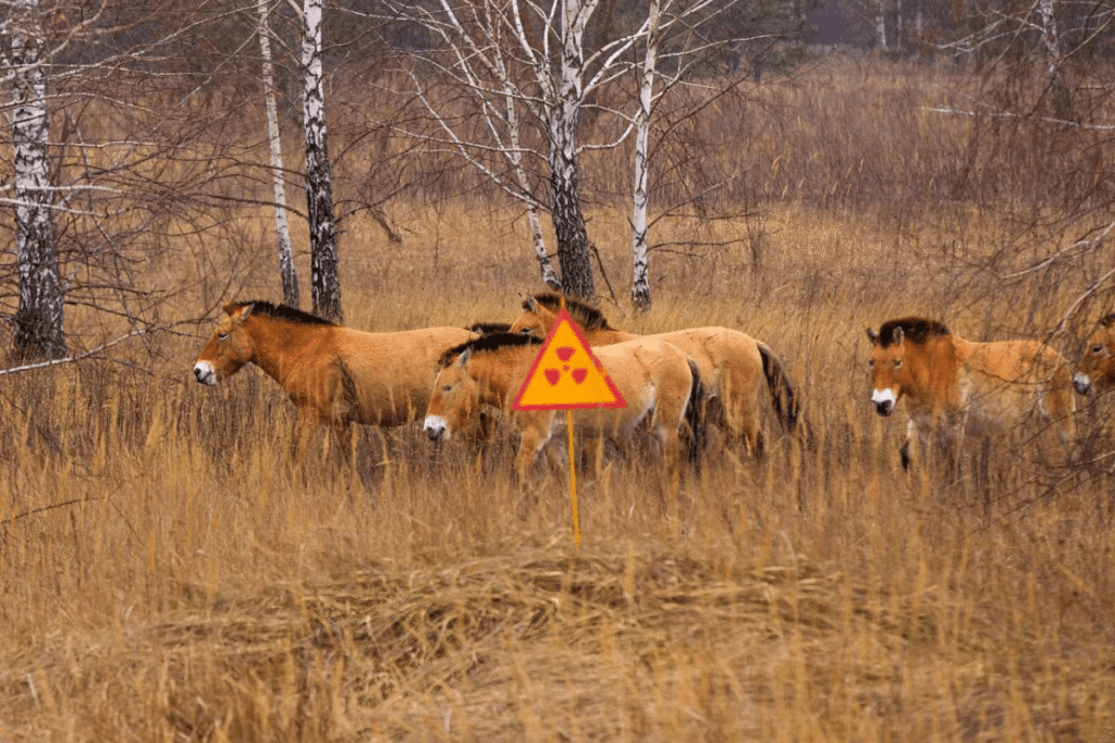 A prova mais inusitada da resiliência da vida. Na ausência de humanos, a Zona de Exclusão se tornou um santuário para animais selvagens, como estes raros cavalos de Przewalski, que prosperam apesar do perigo invisível sinalizado ao fundo.
