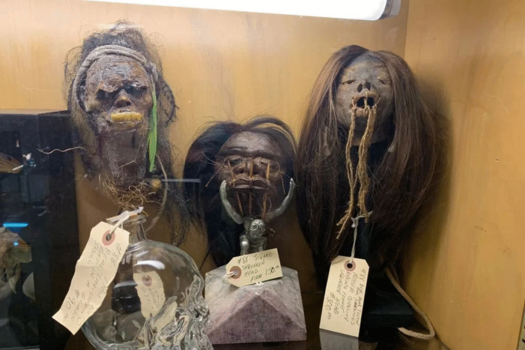 Hoje, as Tsantsas vivem em silêncio atrás de vidros de museu, levantando um debate ético: seriam artefatos científicos ou restos humanos que deveriam ser devolvidos?